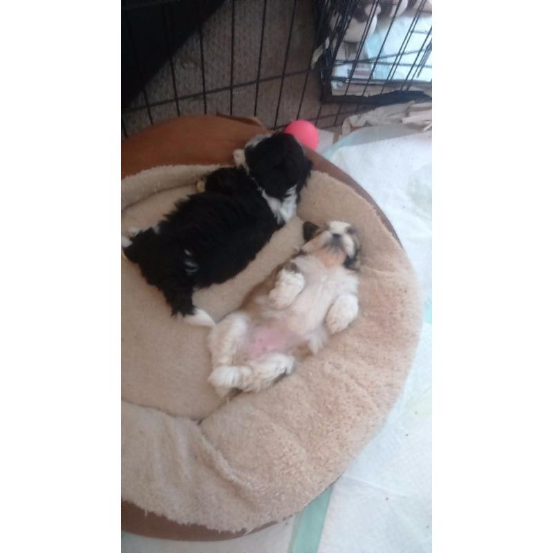Beauitful full shihzu babys
