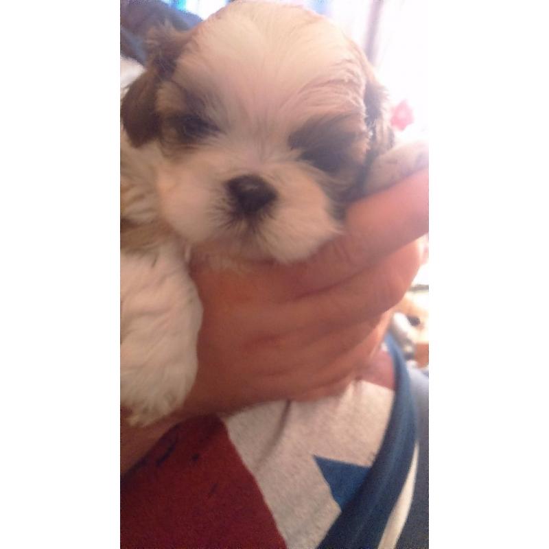 Beauitful full shihzu babys