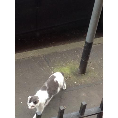 Is this your cat?
