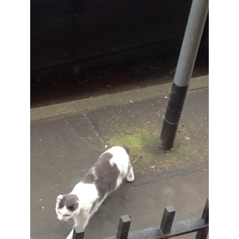 Is this your cat?