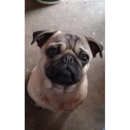 Male Pug Dog