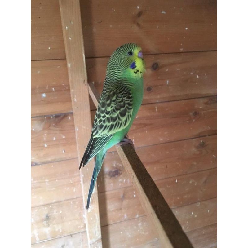 Beautiful baby budgie with new cage