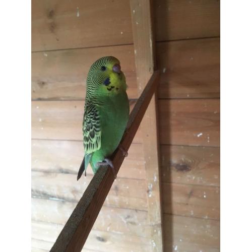 Beautiful baby budgie with new cage