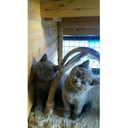 GCCF reg, British Blue kittens, Imperial Grand Champ sire. FELV /FIV/PKD NEGATIVE