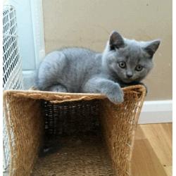GCCF reg, British Blue kittens, Imperial Grand Champ sire. FELV /FIV/PKD NEGATIVE