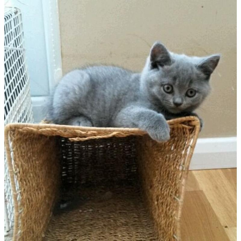 GCCF reg, British Blue kittens, Imperial Grand Champ sire. FELV /FIV/PKD NEGATIVE