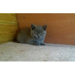 GCCF reg, British Blue kittens, Imperial Grand Champ sire. FELV /FIV/PKD NEGATIVE