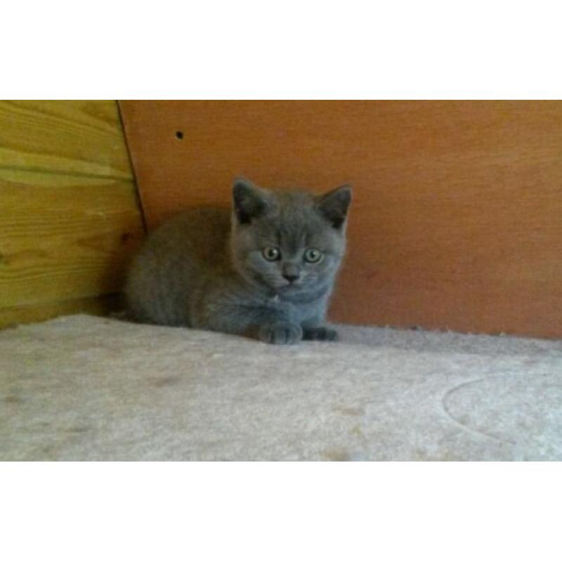 GCCF reg, British Blue kittens, Imperial Grand Champ sire. FELV /FIV/PKD NEGATIVE