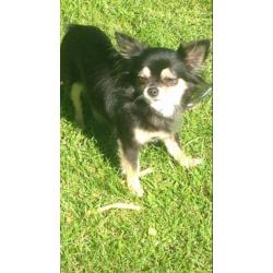 chihuahua for sale