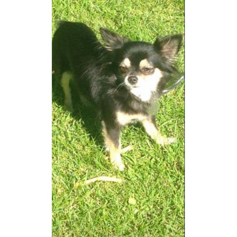 chihuahua for sale