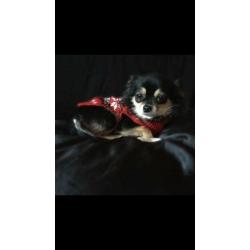 chihuahua for sale