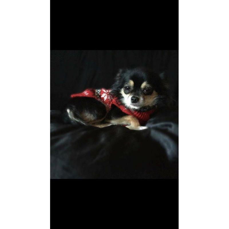 chihuahua for sale
