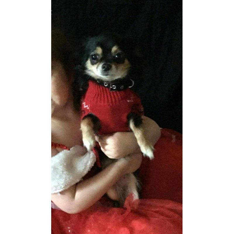 chihuahua for sale