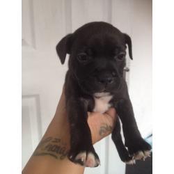 Staffordshire bull terrier puppies