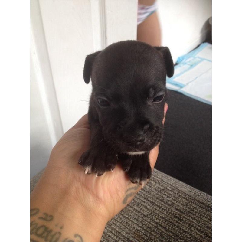 Staffordshire bull terrier puppies