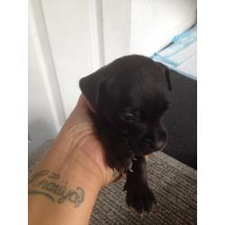Staffordshire bull terrier puppies