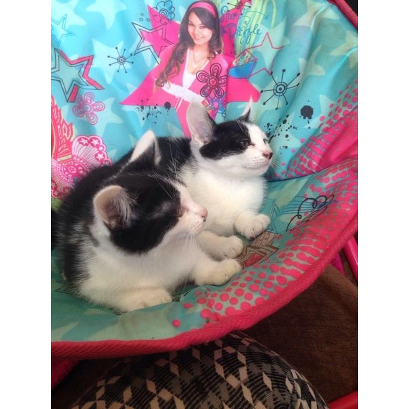 Two male kittens