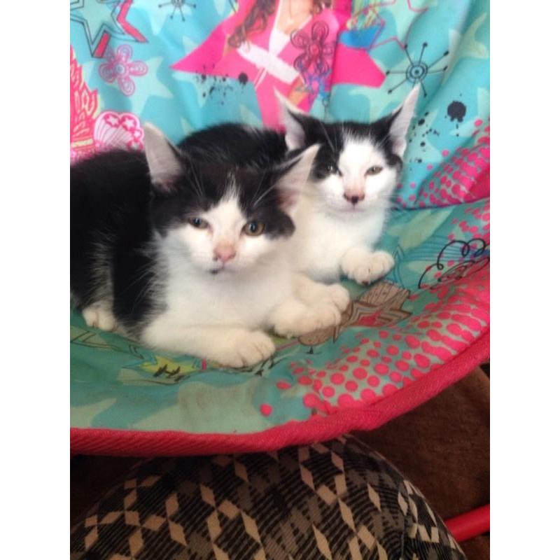 Two male kittens