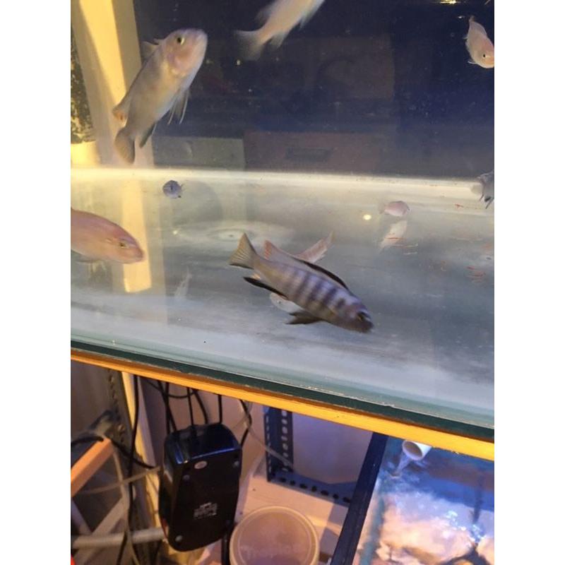 Malawi mbuna