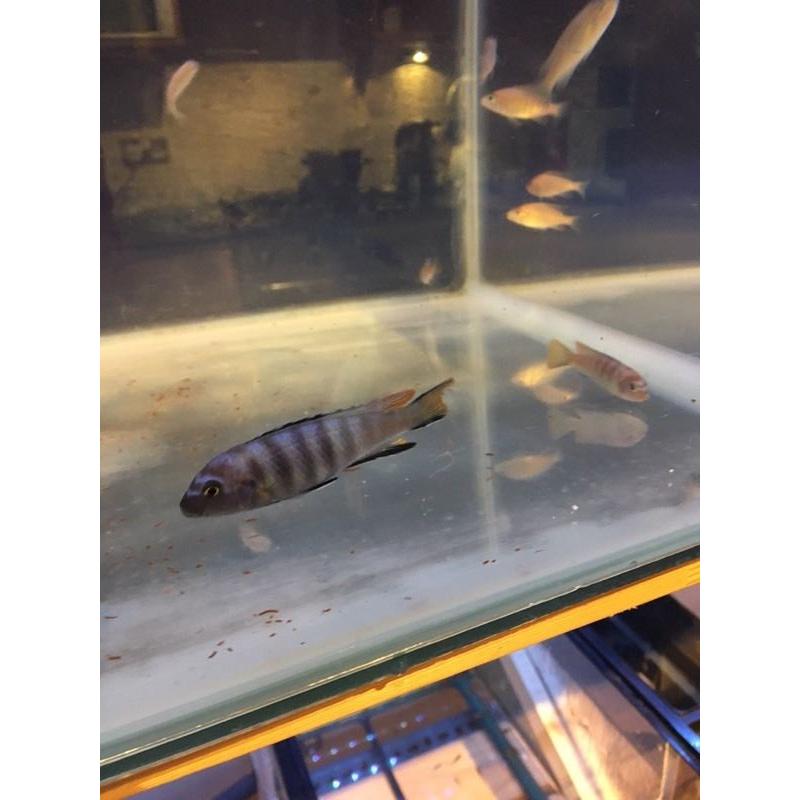 Malawi mbuna
