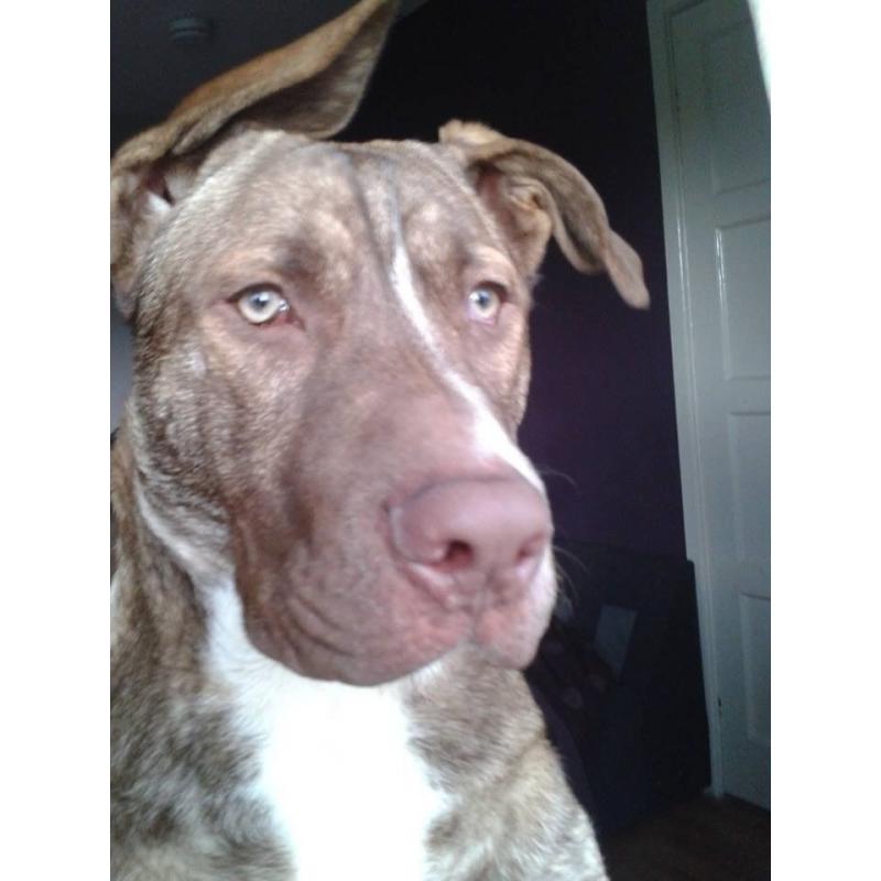 Big Boy Seeking Loving Home