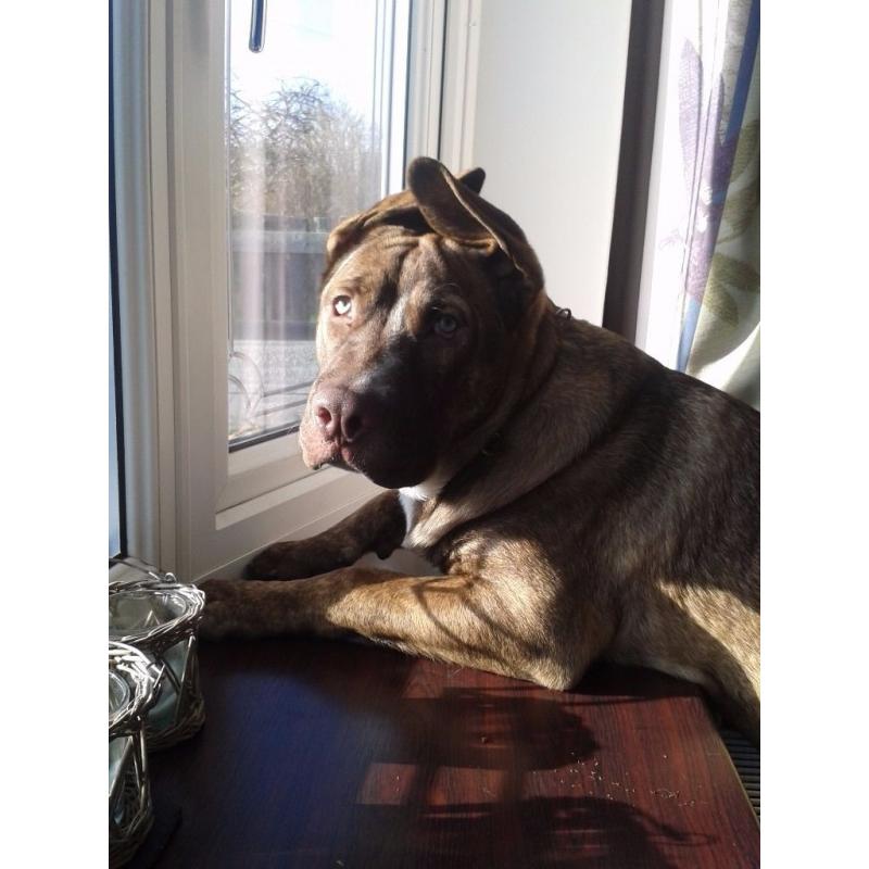 Big Boy Seeking Loving Home