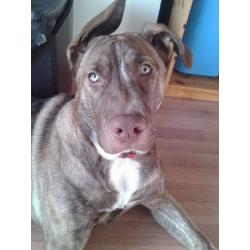 Big Boy Seeking Loving Home