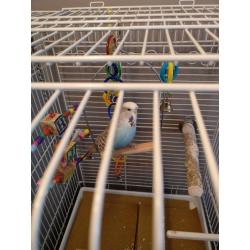 Blue Budgie with big cage and accessories