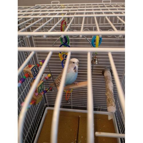 Blue Budgie with big cage and accessories