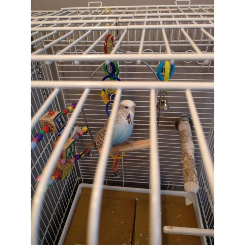 Blue Budgie with big cage and accessories