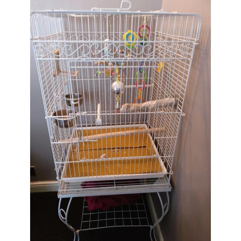 Blue Budgie with big cage and accessories