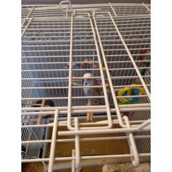 Blue Budgie with big cage and accessories
