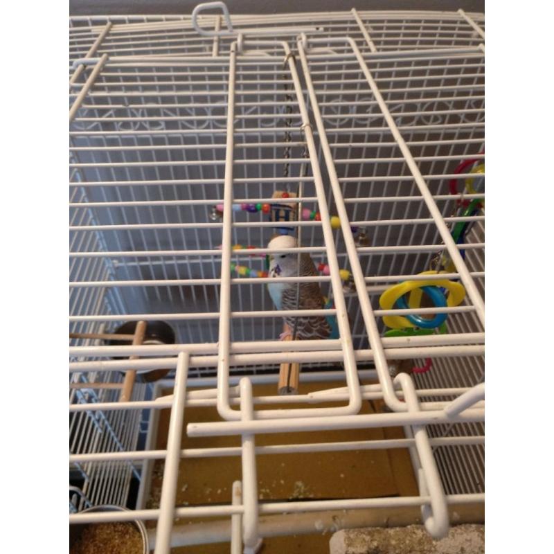 Blue Budgie with big cage and accessories