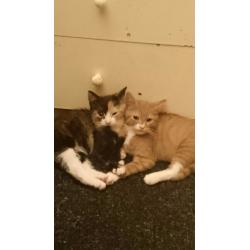 Two boys for sale