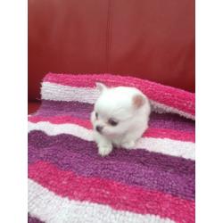Wee chihuahua boy