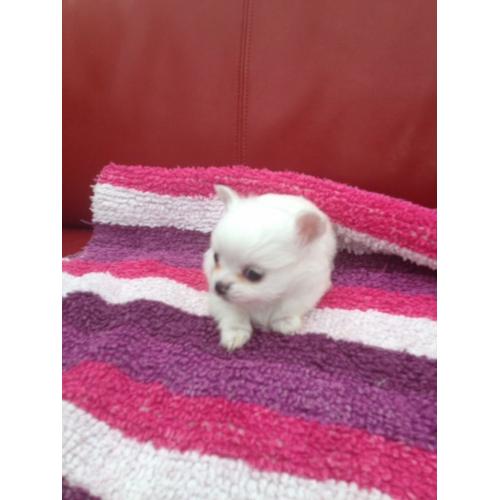 Wee chihuahua boy