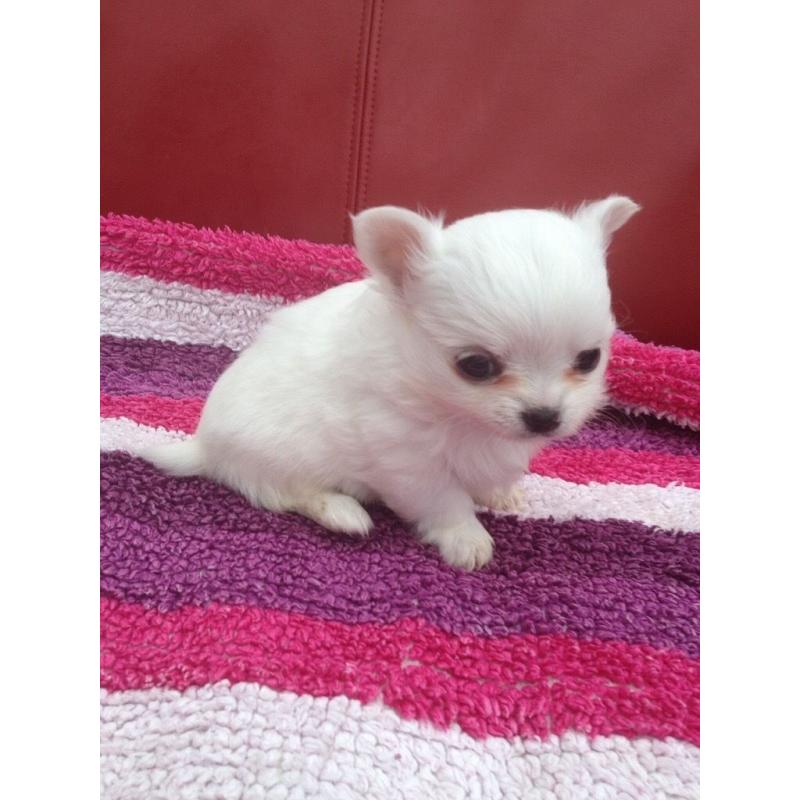 Wee chihuahua boy