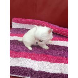 Wee chihuahua boy