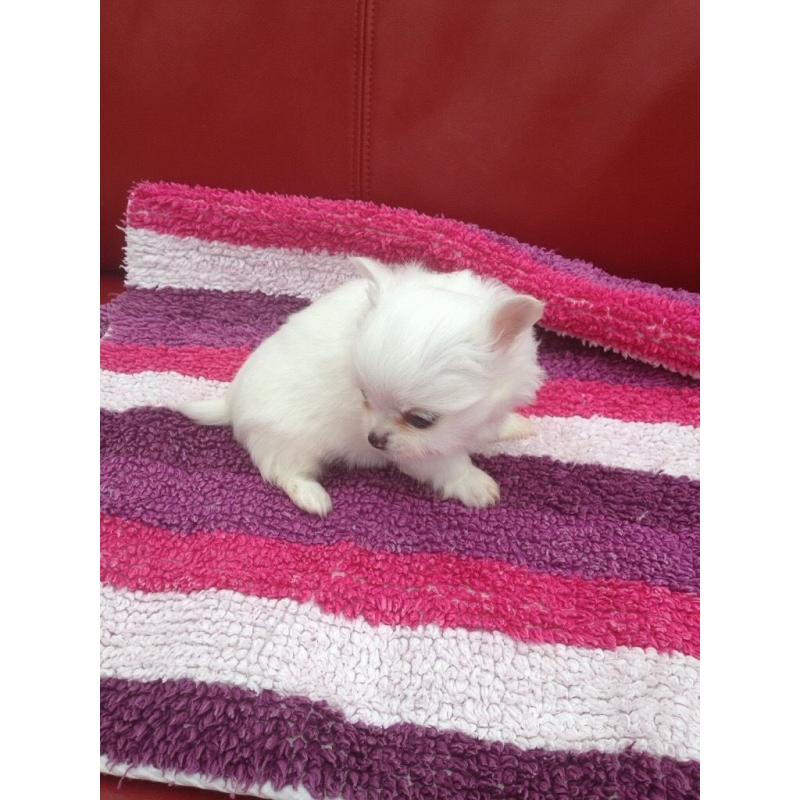 Wee chihuahua boy