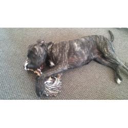 6month old mastiff pup for rehome with garden!!