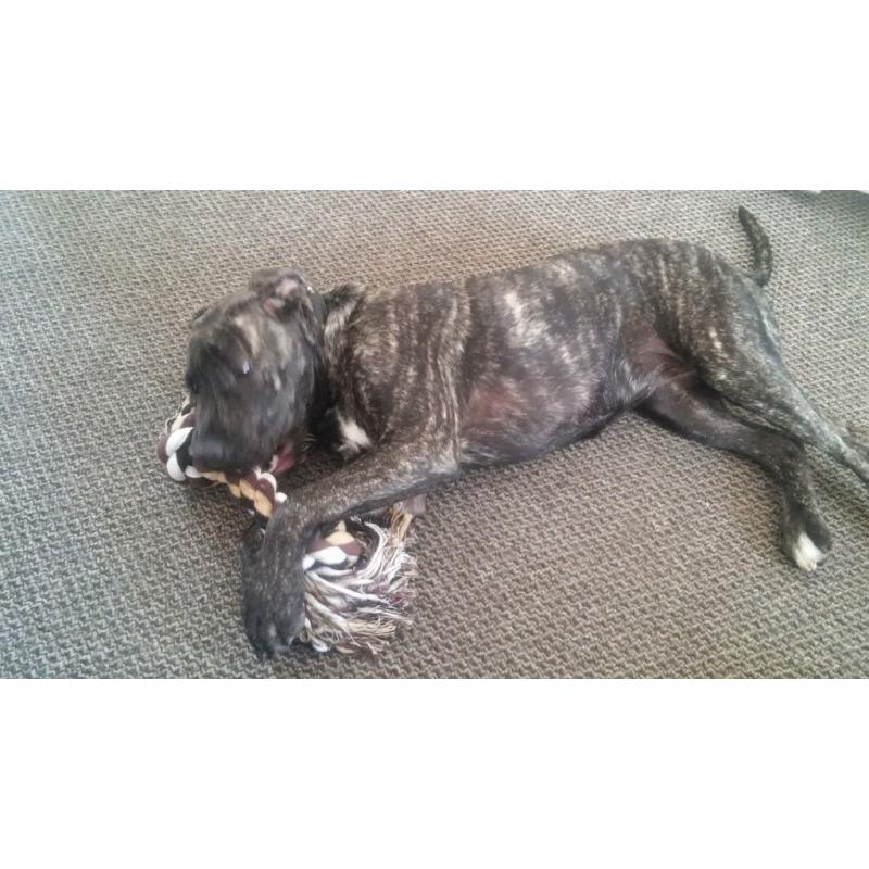 6month old mastiff pup for rehome with garden!!