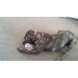 6month old mastiff pup for rehome with garden!!