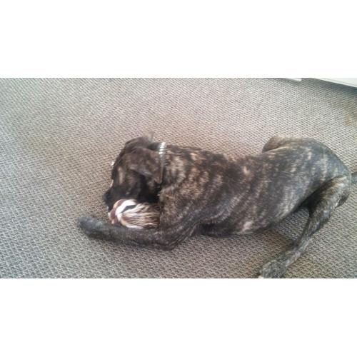 6month old mastiff pup for rehome with garden!!