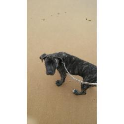 6month old mastiff pup for rehome with garden!!