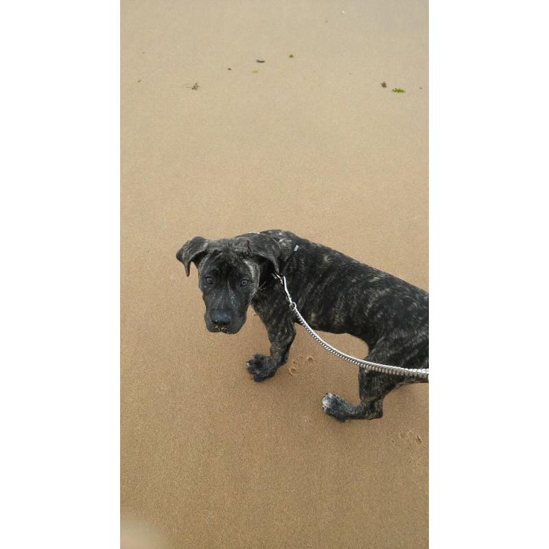 6month old mastiff pup for rehome with garden!!