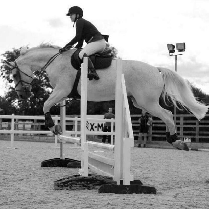 Bangalore - Showjumping Mare
