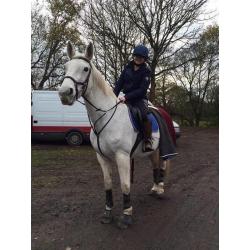 Bangalore - Showjumping Mare