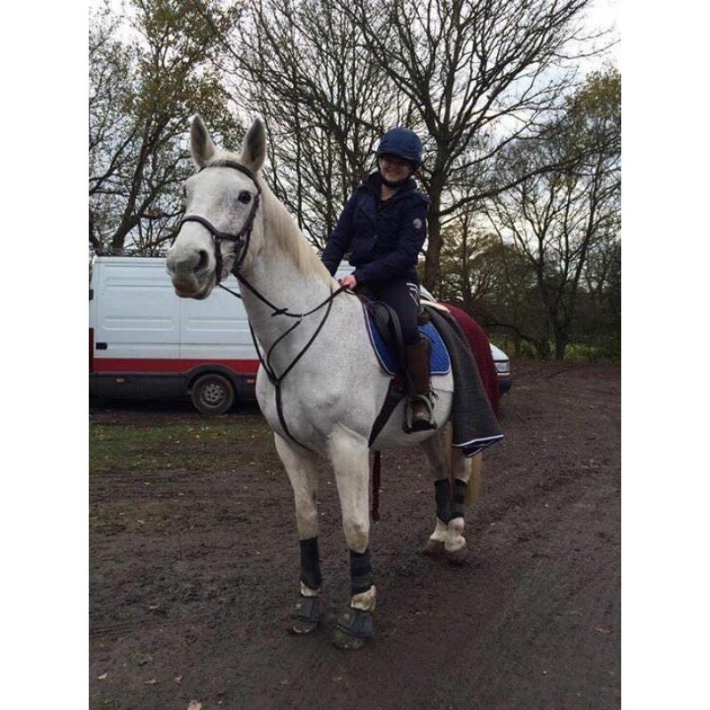 Bangalore - Showjumping Mare