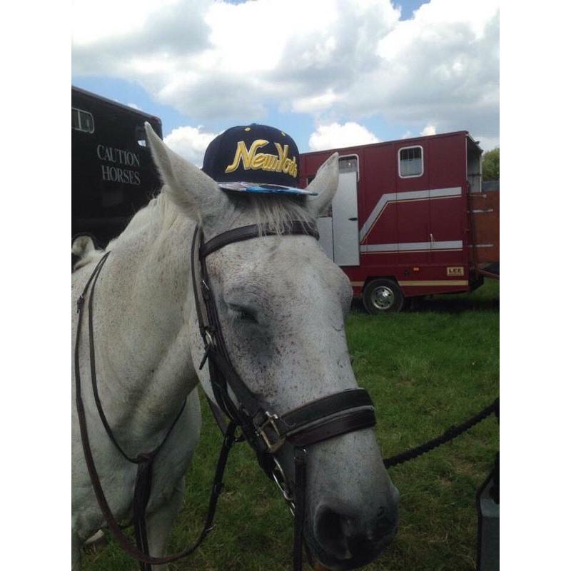 Bangalore - Showjumping Mare