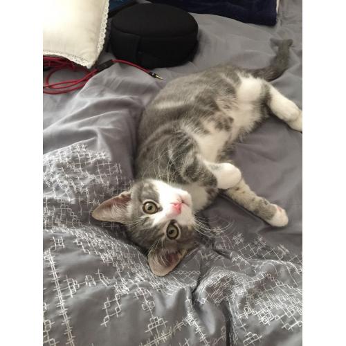 Male kitten (grey and white)